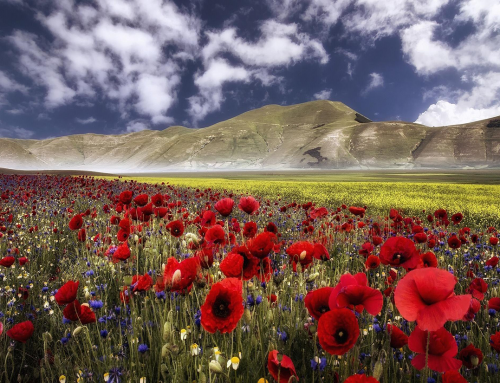 La fioritura di Castelluccio di Norcia