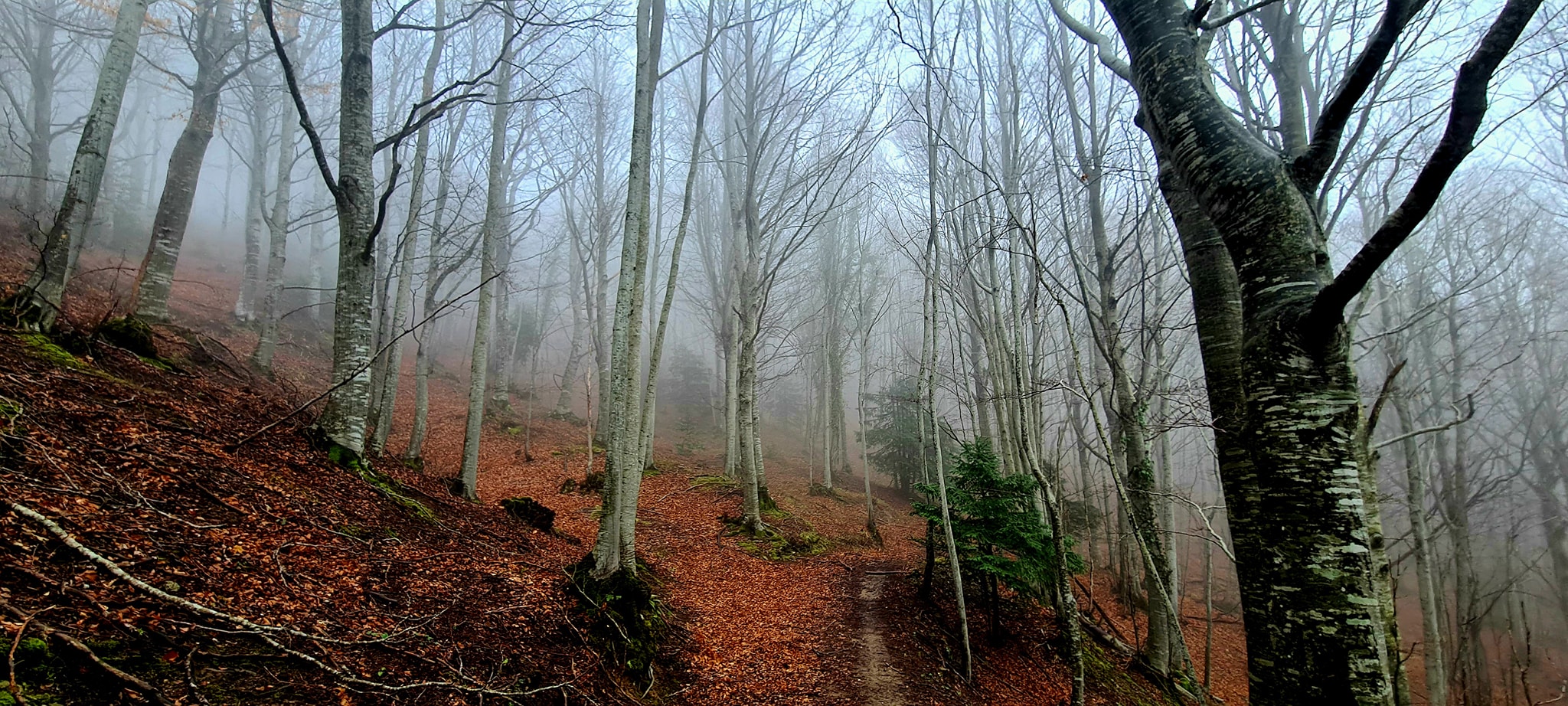 Potrebbe essere un'immagine raffigurante nebbia, natura e albero